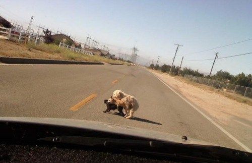 Trio perruno en la carretera