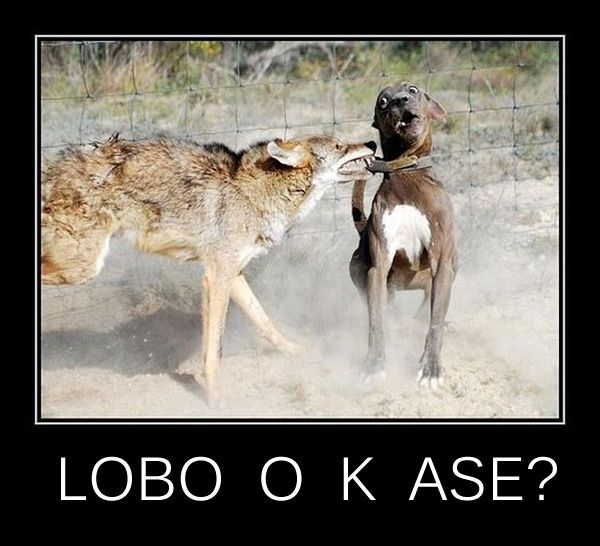 Que viene el lobo!!