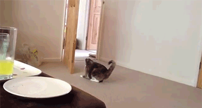 El gato ninja