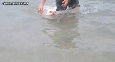 Perro en modo «nadador»