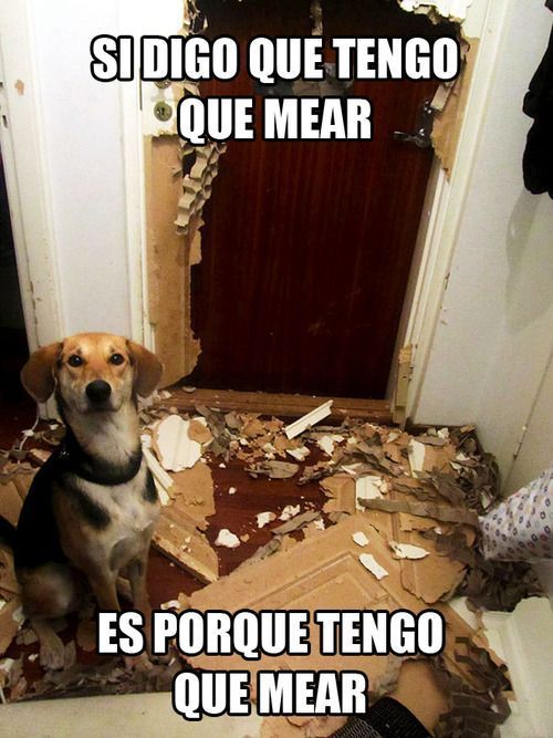 Cuida de tus mascotas…