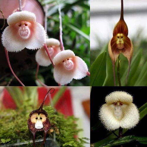 Las simpáticas orquídeas Monkey