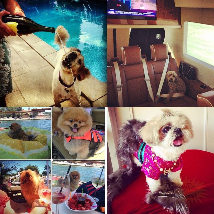 rich-dogs-of-Instagram01