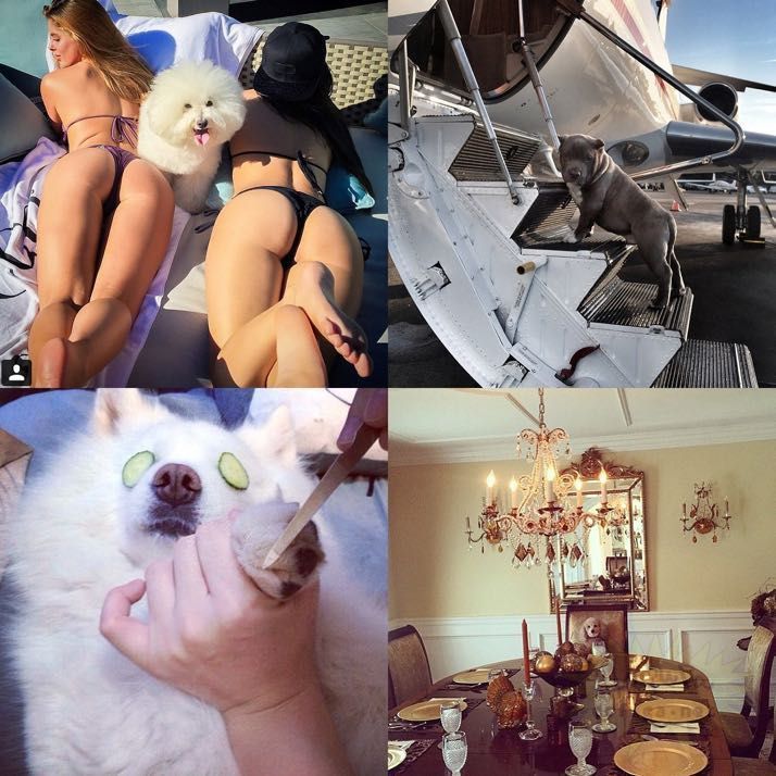 rich-dogs-of-Instagram03