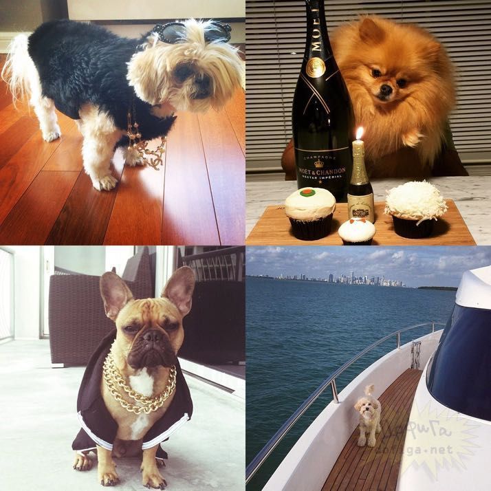 rich-dogs-of-Instagram07
