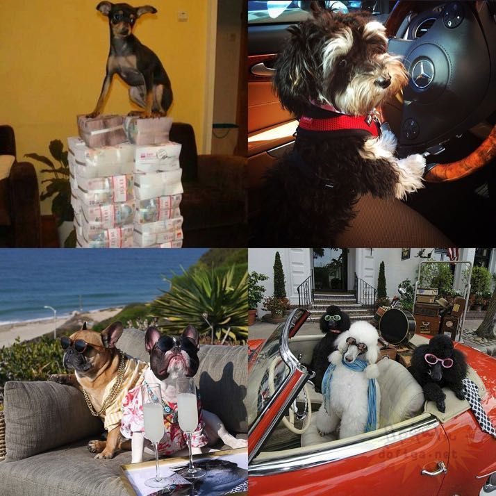 rich-dogs-of-Instagram09