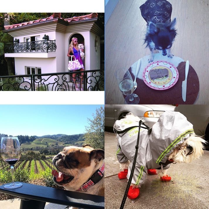 rich-dogs-of-Instagram11