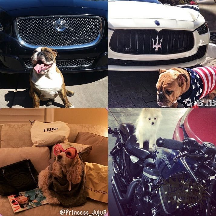 rich-dogs-of-Instagram12