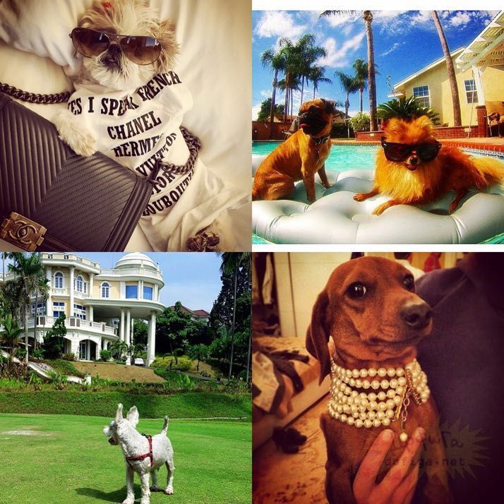 rich-dogs-of-Instagram13