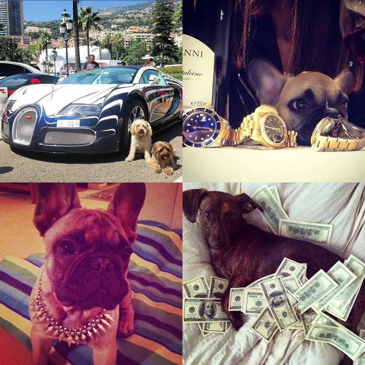 rich-dogs-of-Instagram15
