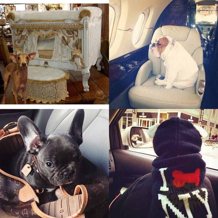 rich-dogs-of-Instagram19