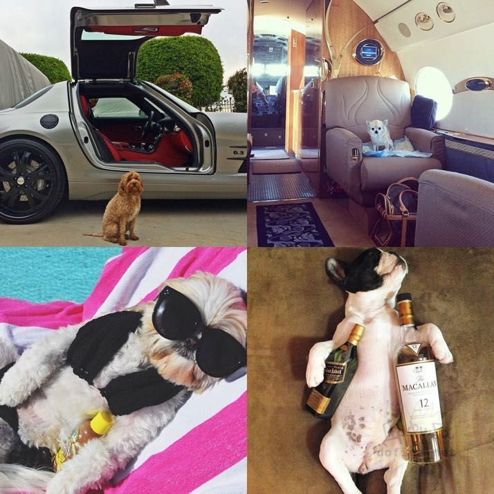 rich-dogs-of-Instagram20