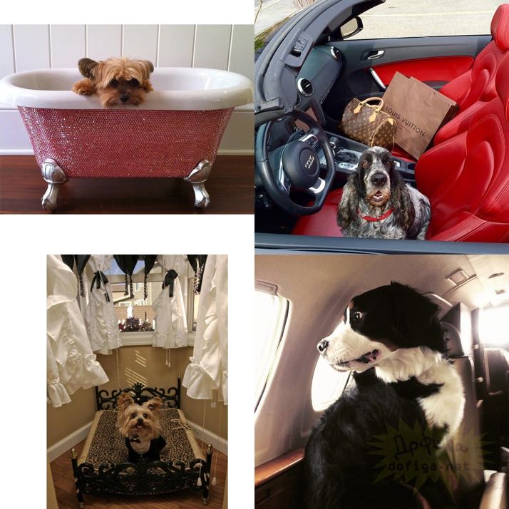 rich-dogs-of-Instagram21