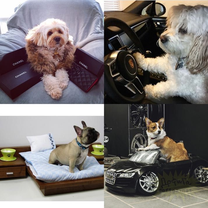 rich-dogs-of-Instagram22