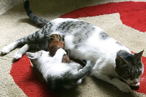 cat-and-squirrel-