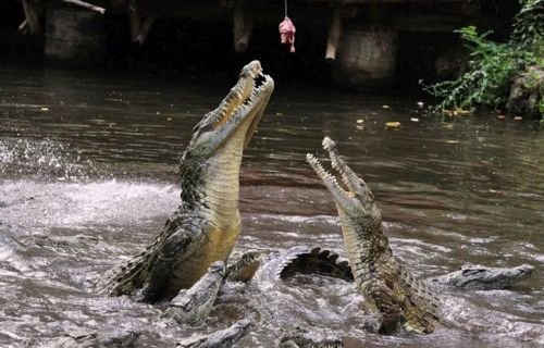 crocodiles_09