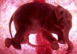 Fetos animales en el vientre materno