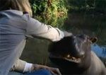 hipopotamo-jessica