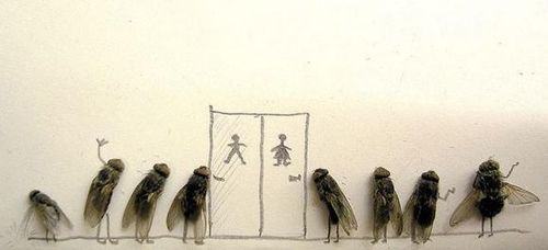 humor-with-dead-flies07