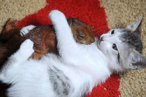 kittens-and-squirrel