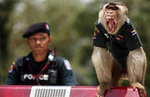 monkey_police_04