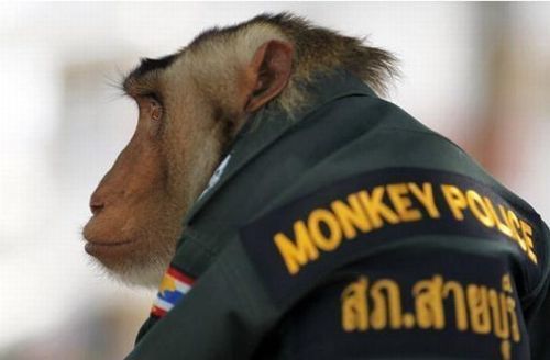 monkey_police_05
