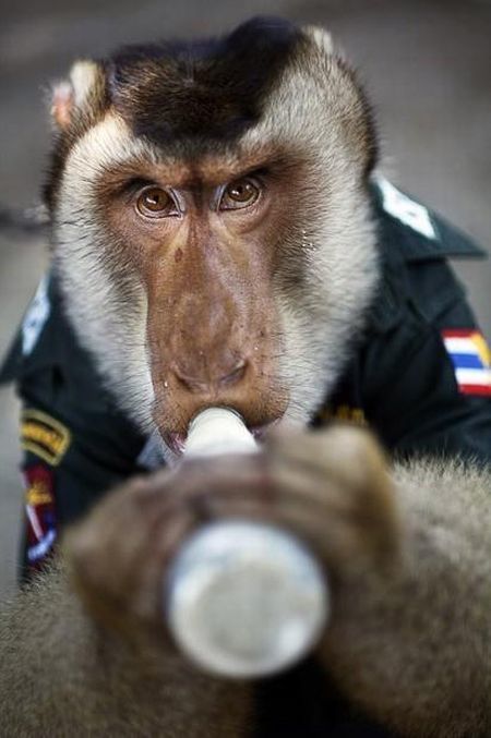 monkey_police_06