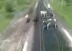 Vacas arrolladas por el tren